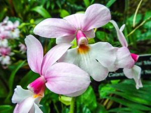 Lire la suite à propos de l’article Soins des orchidées Calanthe – Comment faire pousser une plante d'orchidée Calanthe