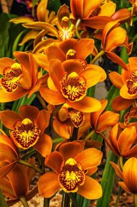 Lire la suite à propos de l’article Culture d'orchidées Cymbidium – Comment prendre soin des orchidées Cymbidium
