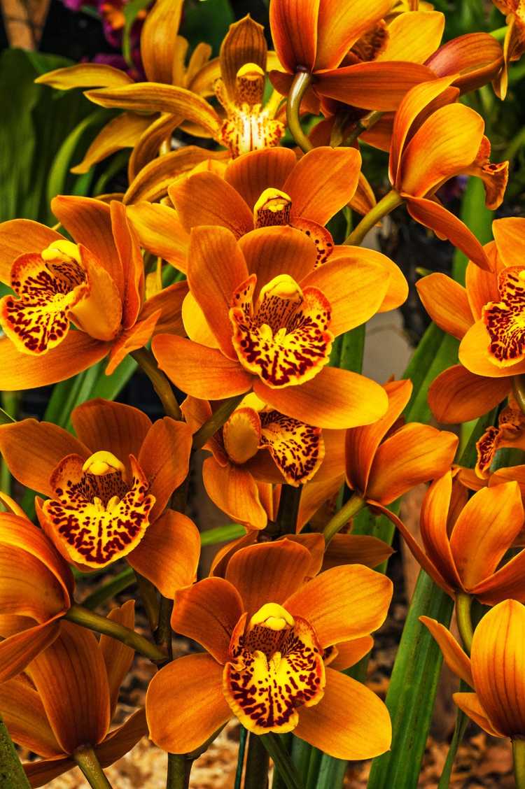 You are currently viewing Culture d'orchidées Cymbidium – Comment prendre soin des orchidées Cymbidium