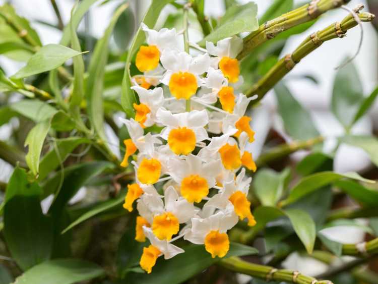 You are currently viewing Informations sur les orchidées Dendrobium : Comment cultiver et entretenir les orchidées Dendrobium