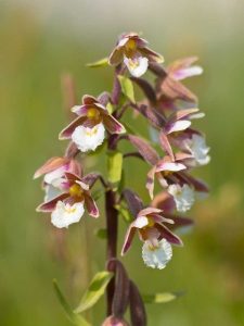 Lire la suite à propos de l’article Que sont les orchidées Epipactis – En savoir plus sur les orchidées Epipactis dans le paysage