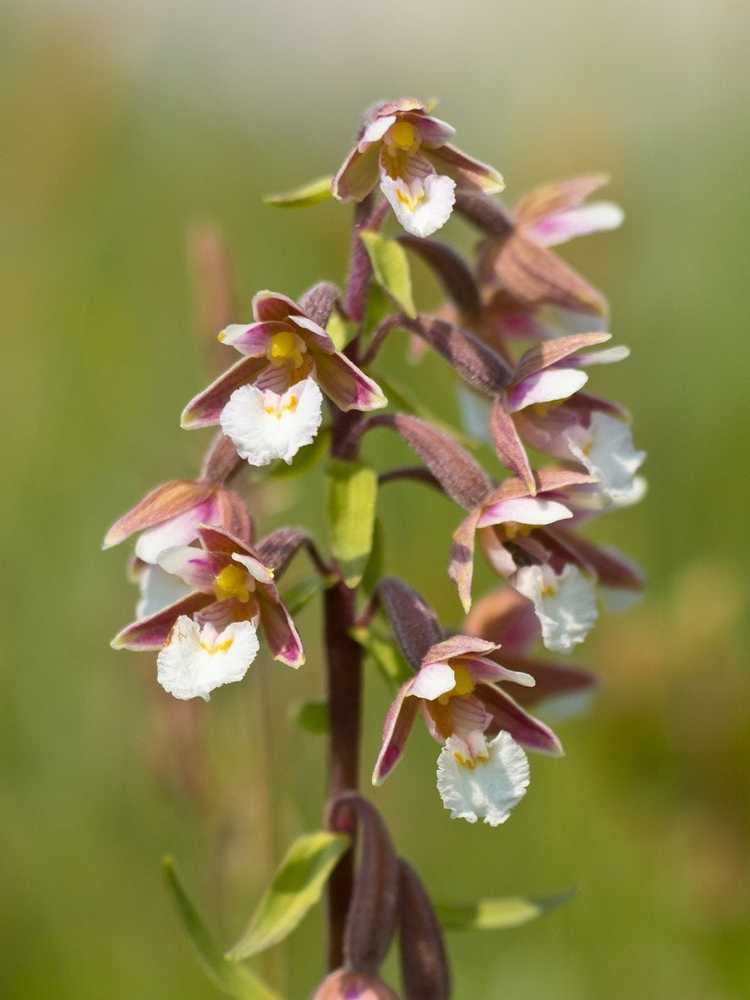 You are currently viewing Que sont les orchidées Epipactis – En savoir plus sur les orchidées Epipactis dans le paysage