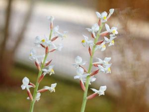 Lire la suite à propos de l’article Informations sur les orchidées bijoux : Comment prendre soin des orchidées bijoux Ludisia