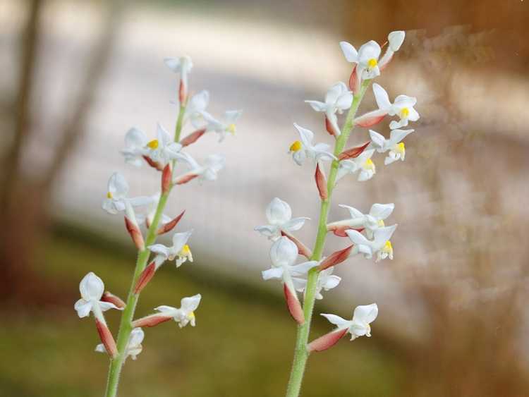 You are currently viewing Informations sur les orchidées bijoux : Comment prendre soin des orchidées bijoux Ludisia