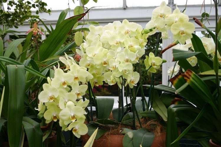 You are currently viewing Entretien des orchidées Phalaenopsis : conseils pour cultiver des orchidées Phalaenopsis