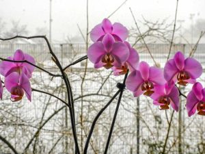 Lire la suite à propos de l’article Exigences relatives aux orchidées d'hiver : Cultiver des orchidées pendant l'hiver