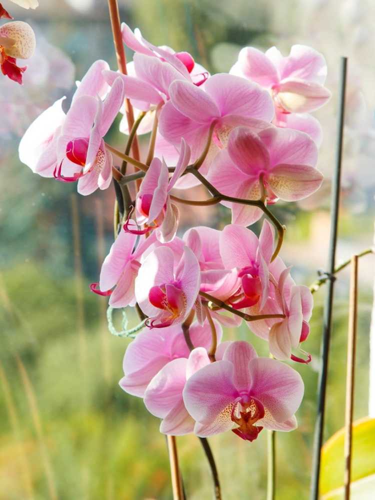 You are currently viewing Orchidée et lumière : quelles sont les conditions optimales de lumière pour les orchidées