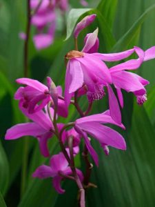 Lire la suite à propos de l’article Plantes d'orchidées rustiques: cultiver des orchidées rustiques dans le jardin