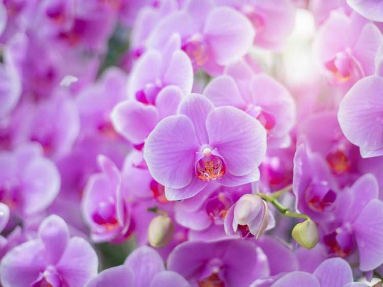 You are currently viewing Conseils pour faire fleurir une orchidée