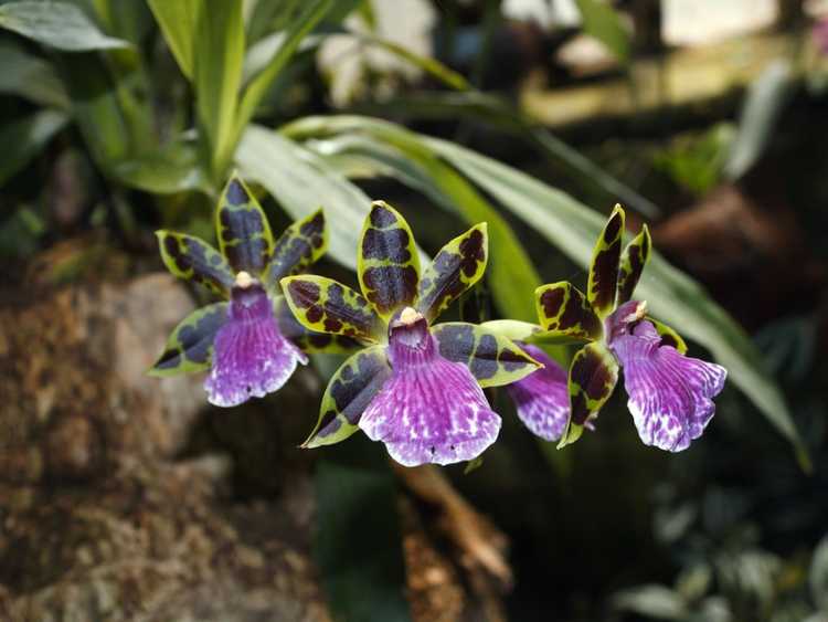 You are currently viewing Soins des orchidées Zygopetalum – Comment faire pousser des orchidées Zygopetalum