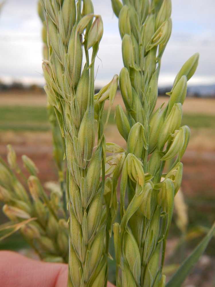 You are currently viewing Qu'est-ce que l'orge à 2 rangs – Pourquoi cultiver des plants d'orge à 2 rangs à la maison