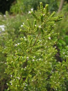 Lire la suite à propos de l’article Plantes d'origan syrien : Apprenez à cultiver des herbes d'origan syrien