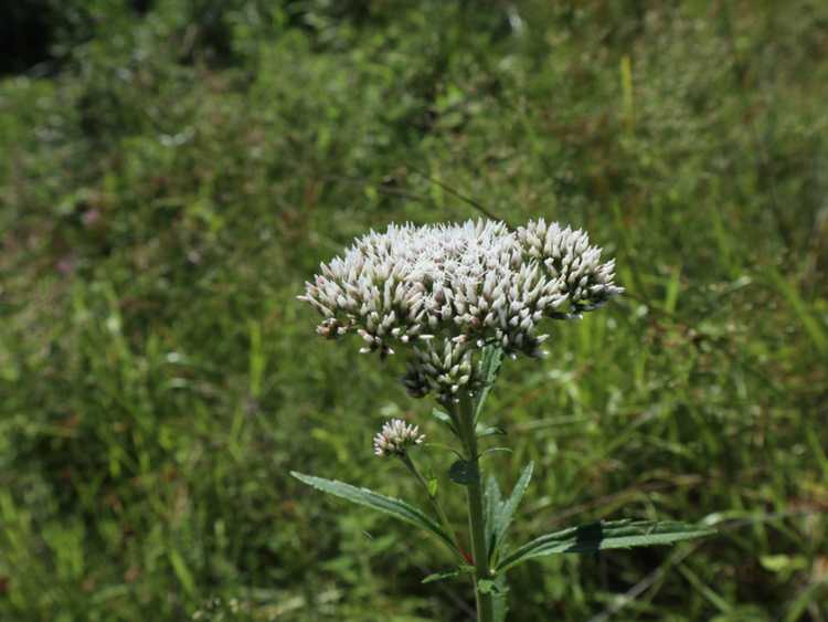 You are currently viewing Informations sur les plantes Boneset: Comment faire pousser des plantes Boneset dans le jardin