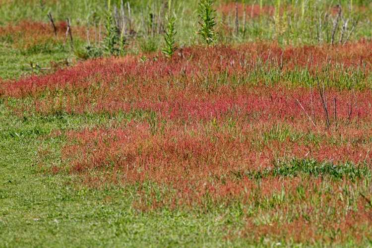 Lire la suite à propos de l’article Utiliser l'oseille de mouton comme nourriture – Pouvez-vous manger des mauvaises herbes d'oseille de mouton