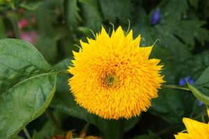 Lire la suite à propos de l’article Entretien du tournesol pour ours en peluche : conseils pour faire pousser des fleurs d'ours en peluche