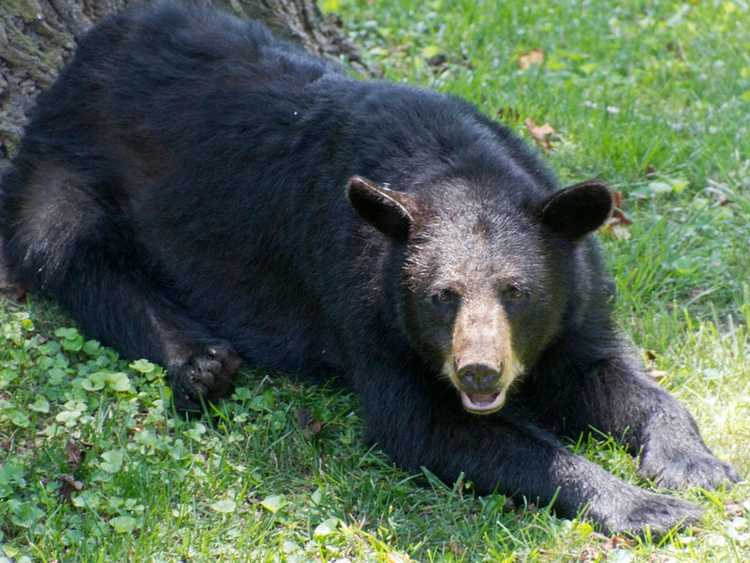 Lire la suite à propos de l’article Comment garder un ours hors du jardin