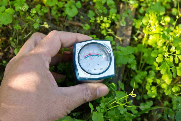 You are currently viewing À quel point mon sol de jardin est-il humide : méthodes pour mesurer l'humidité du sol dans les jardins