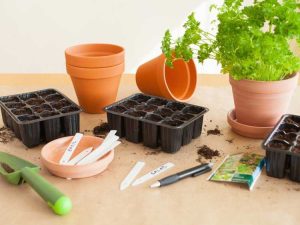 Lire la suite à propos de l’article Planter des graines d'herbes – Quand et comment démarrer les graines d'herbes