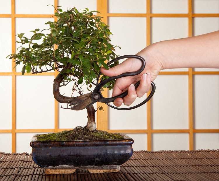 Lire la suite à propos de l’article Outils de jardinage japonais essentiels : différents types d'outils japonais pour le jardinage