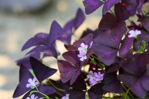 Lire la suite à propos de l’article Prendre soin des plantes Oxalis à l'extérieur : comment faire pousser des Oxalis dans le jardin