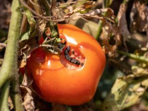 Lire la suite à propos de l’article Contrôle de l'oxyure de la tomate – Se débarrasser des vers dans les tomates