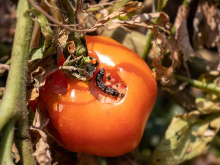 You are currently viewing Contrôle de l'oxyure de la tomate – Se débarrasser des vers dans les tomates