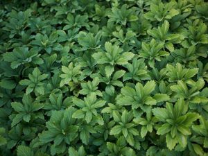 Lire la suite à propos de l’article Cultiver des plantes Pachysandra – Comment planter un couvre-sol Pachysandra