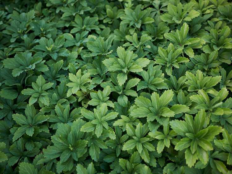 You are currently viewing Cultiver des plantes Pachysandra – Comment planter un couvre-sol Pachysandra
