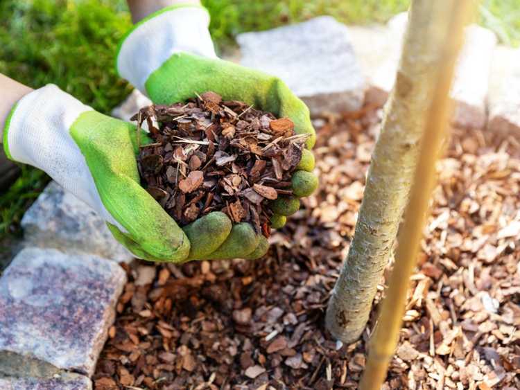 Lire la suite à propos de l’article Conseils pour le paillage printanier : quand pailler les parterres de fleurs et le paillage autour des arbres