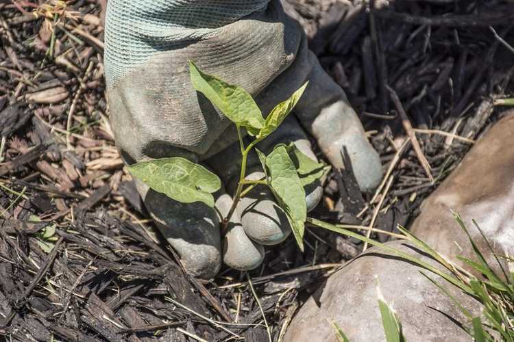 Lire la suite à propos de l’article Contrôle des mauvaises herbes dans le paillis – Conseils pour se débarrasser de la croissance des mauvaises herbes dans le paillis