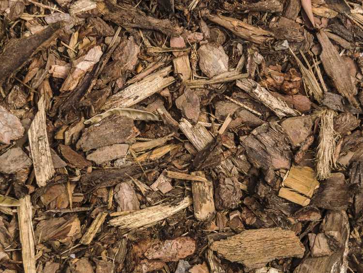 You are currently viewing Types de paillis d'écorce : conseils pour utiliser le paillis de bois dans les jardins