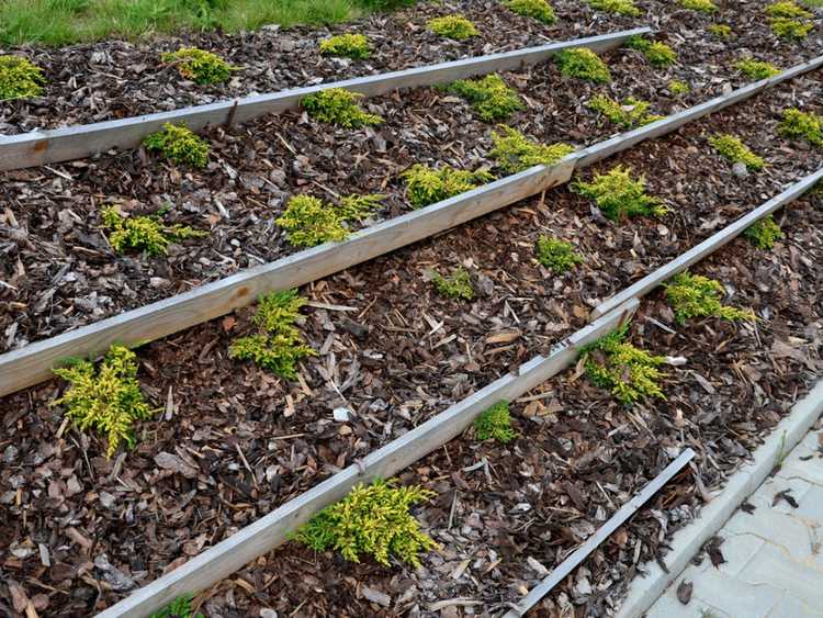 You are currently viewing Qu'est-ce que le paillis de cyprès : utiliser le paillis de cyprès dans les jardins