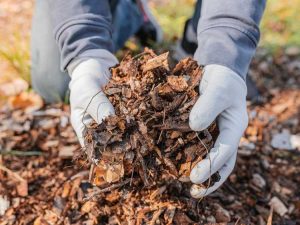 Lire la suite à propos de l’article Paillis naturel et méthodes de paillage durables