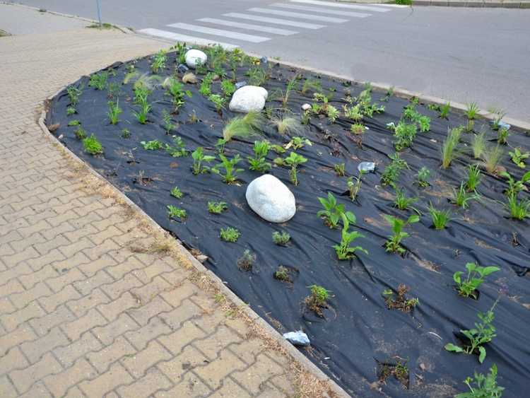 You are currently viewing Informations sur le paillis réfléchissant : le paillis réfléchissant est-il efficace dans les jardins