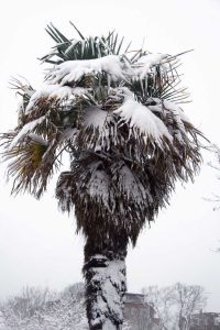 Lire la suite à propos de l’article Hivériser un palmier : conseils pour emballer les palmiers en hiver