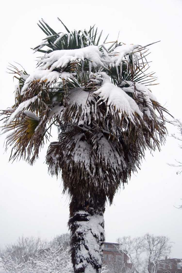 You are currently viewing Hivériser un palmier : conseils pour emballer les palmiers en hiver