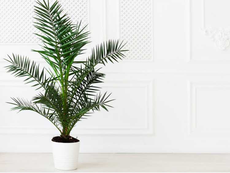 Lire la suite à propos de l’article Entretien des palmiers en intérieur – Cultiver des palmiers en intérieur