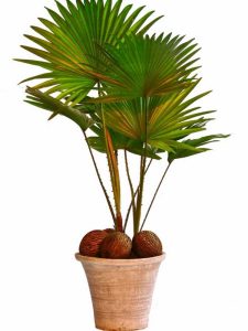 Lire la suite à propos de l’article Plante d'intérieur Fan Palm: Comment faire pousser des palmiers Fan à l'intérieur