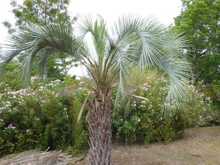 You are currently viewing Problèmes avec Pindo Palm : problèmes courants avec Pindo Palms