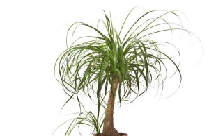 Lire la suite à propos de l’article Taille des palmiers à queue de cheval : pouvez-vous couper les plants de palmiers à queue de cheval