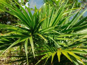 Lire la suite à propos de l’article Faits sur les palmiers à chaume de Floride – Comment faire pousser des palmiers à chaume de Floride