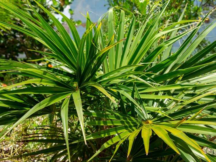 You are currently viewing Faits sur les palmiers à chaume de Floride – Comment faire pousser des palmiers à chaume de Floride