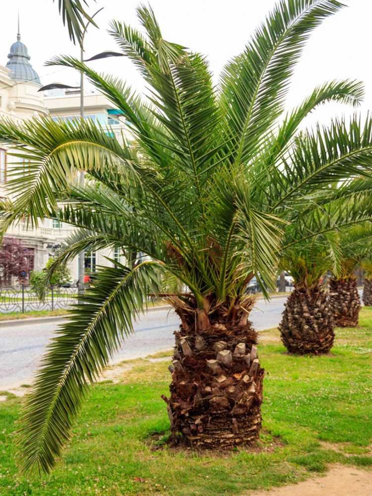 You are currently viewing Palmiers à faible croissance : quels sont les palmiers de courte hauteur