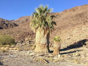 Lire la suite à propos de l’article Informations sur les palmiers éventail – Conseils pour prendre soin des palmiers éventail de Californie
