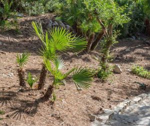 Lire la suite à propos de l’article Informations sur les palmiers éventail : apprenez à cultiver des palmiers éventail méditerranéens