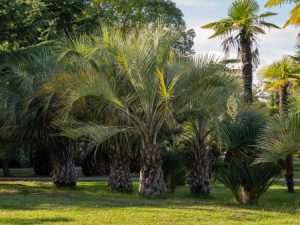 Lire la suite à propos de l’article Besoins en engrais du palmier Pindo – Apprenez à nourrir un palmier Pindo