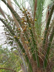 Lire la suite à propos de l’article Propagation du palmier Pindo : en savoir plus sur la propagation des palmiers Pindo