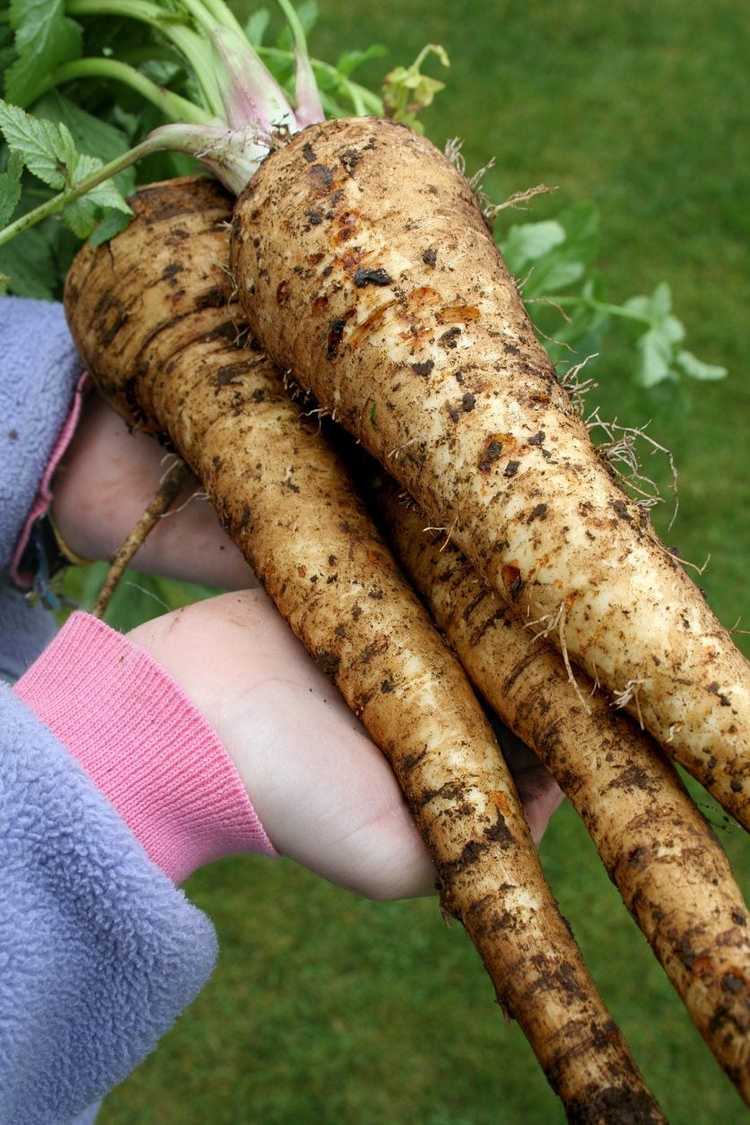 You are currently viewing Comment prévenir les panais fourchus – Conseils pour cultiver des panais dans des tubes en carton