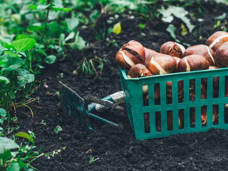 You are currently viewing Est-il trop tard pour planter des bulbes : quand planter des bulbes