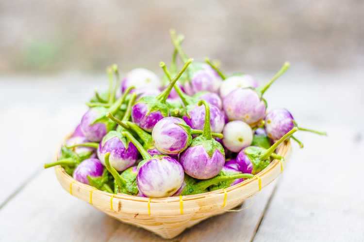 You are currently viewing Cultiver des aubergines indiennes : découvrez les variétés courantes d'aubergines indiennes